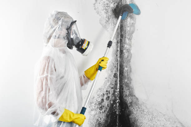 Best Emergency Mold Remediation  in Mayville, MI