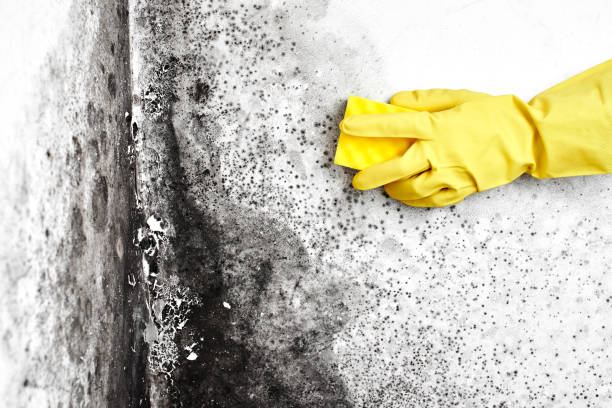 Best Real Estate Mold Inspection  in Mayville, MI